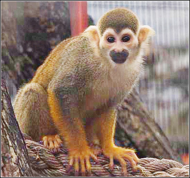 Squirell Monkey