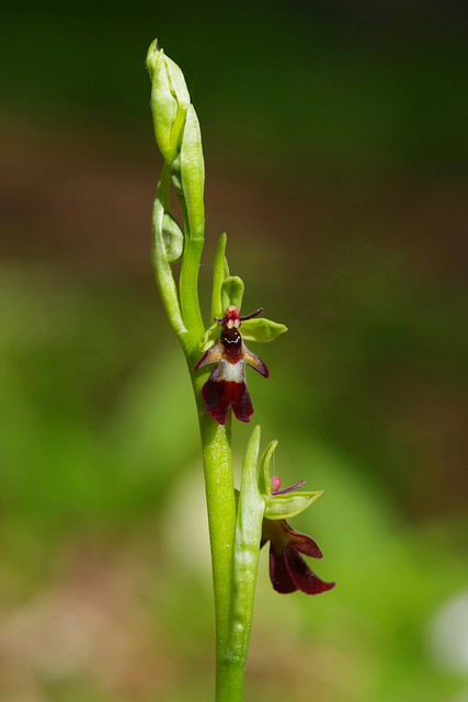 Woodland Fly Orchid