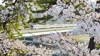 桜と東急線