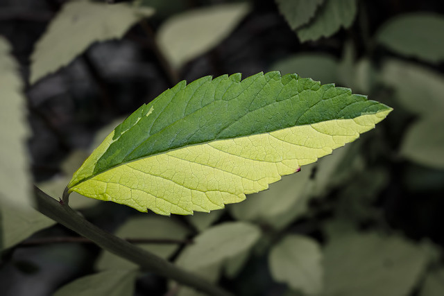 Spiraea japonica (Goldflame) leaf