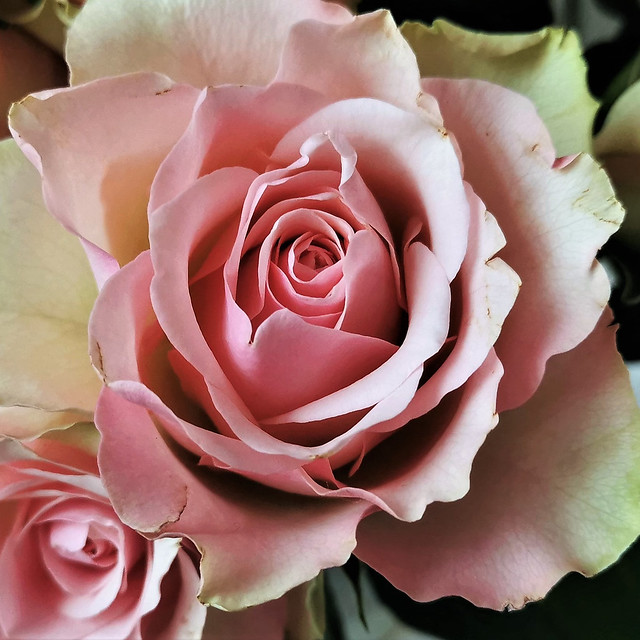 'Vintage' Rose - Blooming Lovely