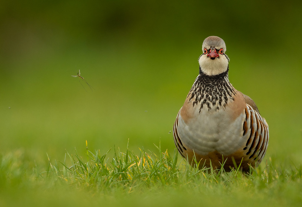 Partridge-LP-with-insect-crop