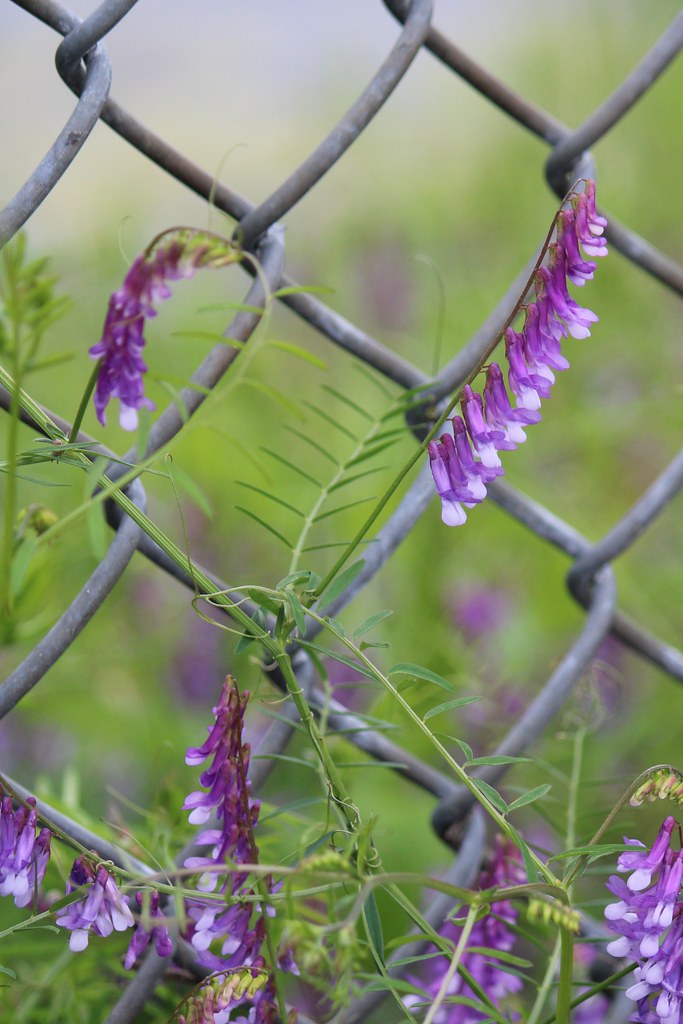 Vetch | Bowie, MD | vwiest | Flickr