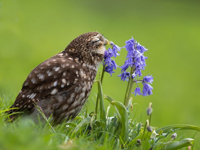 Mmmm, don't these bluebells smell great!