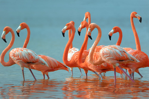 Flamingos! From Top Ten Things to Do on Isla Holbox...and How to Get There
