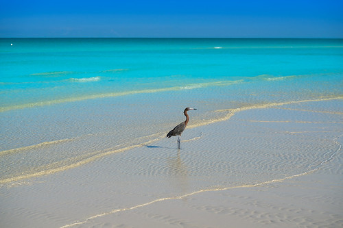 Birds! From Top Ten Things to Do on Isla Holbox...and How to Get There