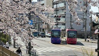 桜と都電(さくらトラム)