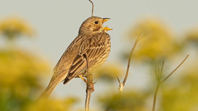 Corn Bunting in Song.