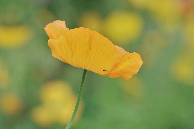 Welsh Poppy - Papaver cambricum