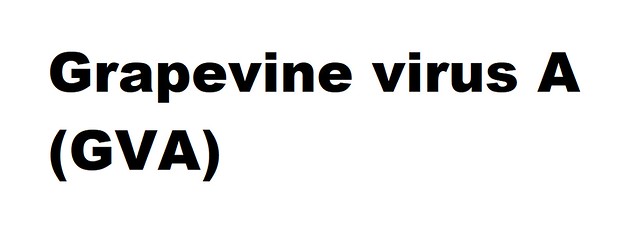 Grapevine virus A (GVA) (Vitivirus Grape vine virus A)