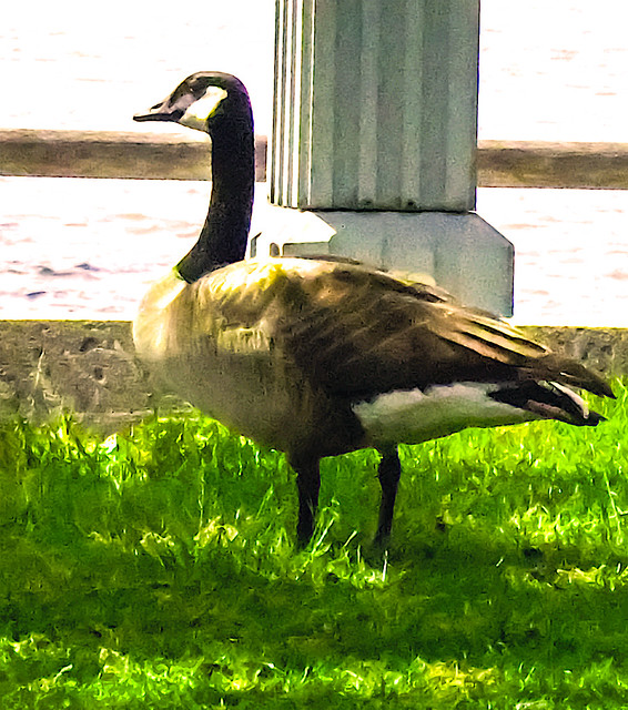 Canadian Goose Taking in the sights in Hudson River Park
