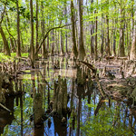 Bald Cypress Tress in Congaree National Park A forest of Bald Cypress trees stand in a &amp;quot;swamp&amp;quot; in Congaree National Park, South Carolina. While this area is similar to a swamp, and was even called one for a period of time, Congaree is considered &amp;quot;bottomland&amp;quot; with it&#039;s seasonal flooding and the largest tract of old growth bottomland in the United States.
These Bald Cypress trees are suited to life in these floodplains, with a root system that grows &amp;quot;knees&amp;quot; that stick up out of the water, potentially for support and stabilization in flooded lands. Several Cypress Knees are seen in the foreground.
This area was seen on a hike around the boardwalk of Congaree, taking a short detour onto Sims Trail.