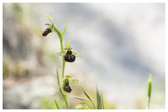 Ophrys Sphegodes 2023