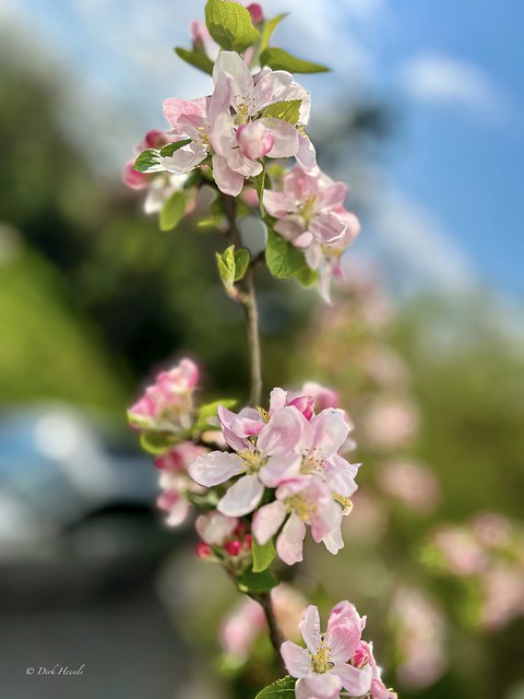 Appletree Blossom | Appelboom Bloesem | Blüte des Apfelbaums, (Malus domestica)