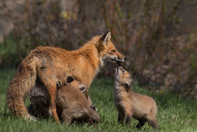 Renard roux, Red fox, Vulpes vulpes