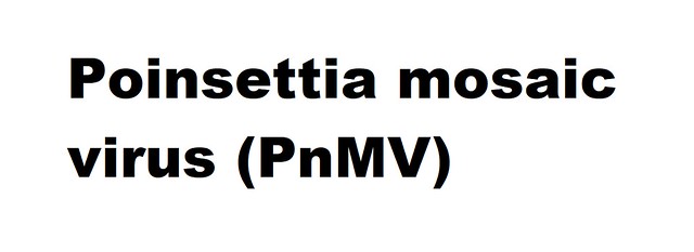 Poinsettia mosaic virus (PnMV) (Unranked Poinsettia mosaic virus)