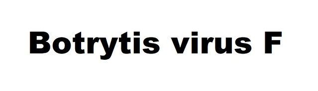 Botrytis virus F (Mycoflexivirus Botrytis virus F)