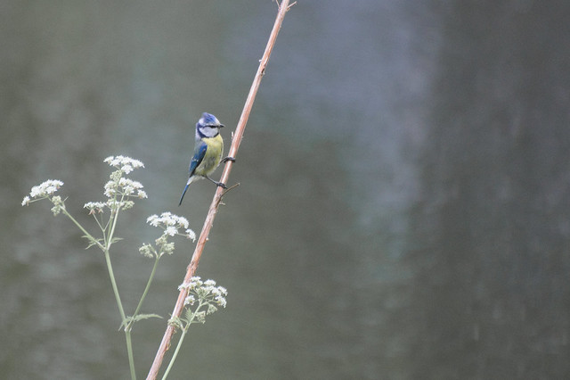 Blue tit by the water