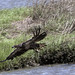 Flickr photo 'Juvenile Bald Eagle on the Wing' by: Phil's 1stPix.