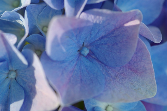 Spring colours: blue-violet