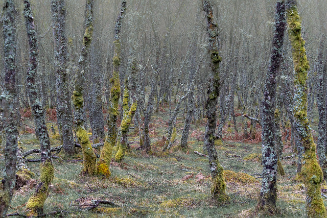Woodland  mist, Glen Prosen, Angus, Scotland