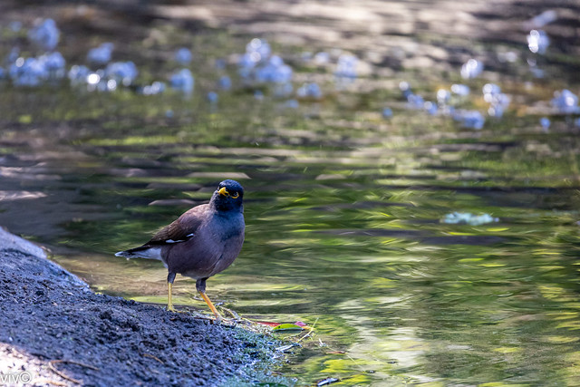 Around noon on a sunny winter day, an adult Indian Mynah is alerted by food prospects. It one of the world's most invasive species and poses a serious threat to the ecosystems of Australia