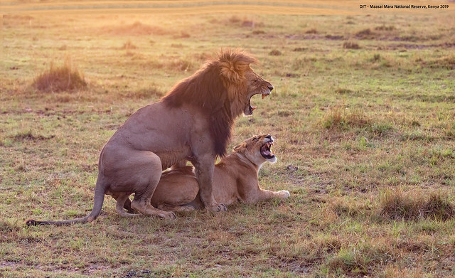 Kenya Lion Mating