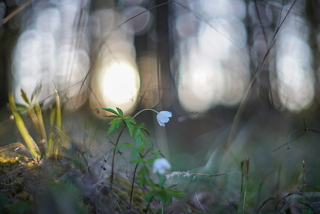 Time of the Wood Anemone