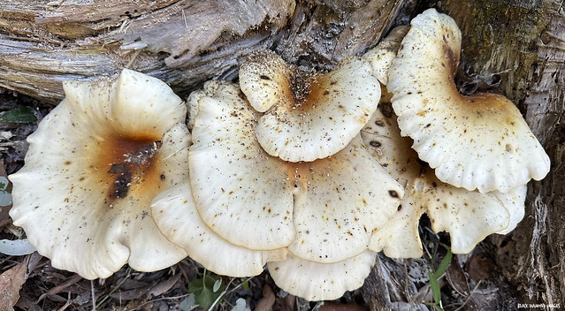 Omphalotus nidiformis - Ghost Fungus