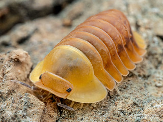 Woodlouse "Blonde Ducky" ("Cubaris" sp.) - P5057995