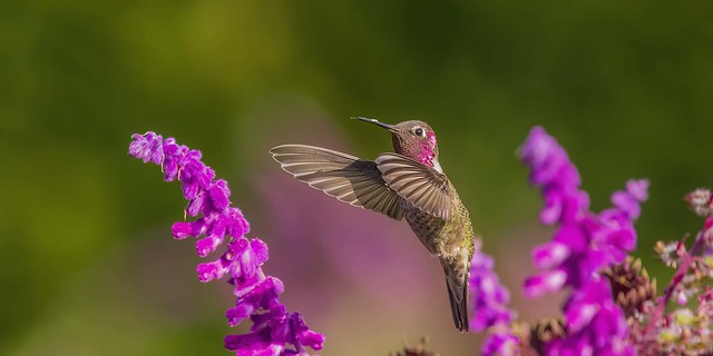 Mr. Anna's Hummingbird