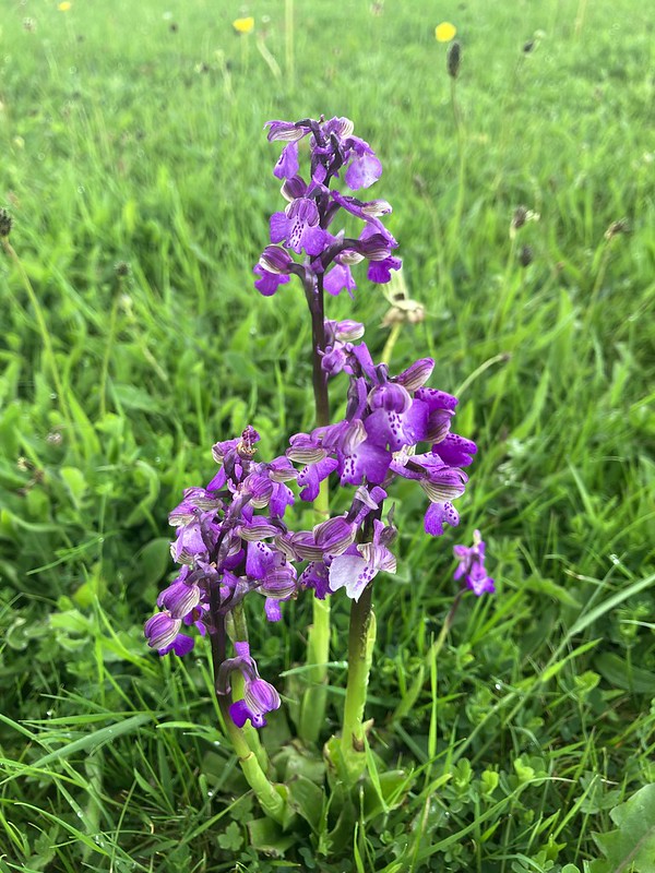 Orchid on the front lawn