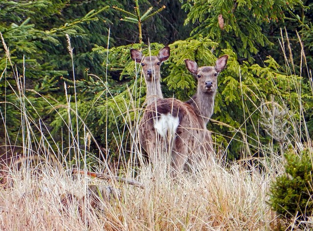 A deer with two heads? Strange...