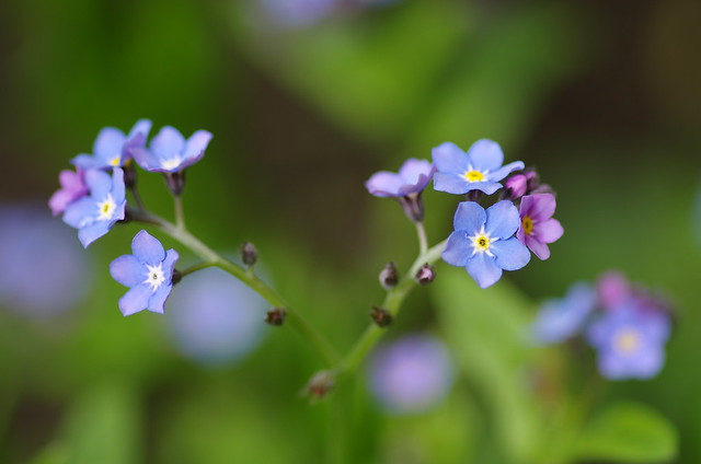 Spring colours: blue-violet