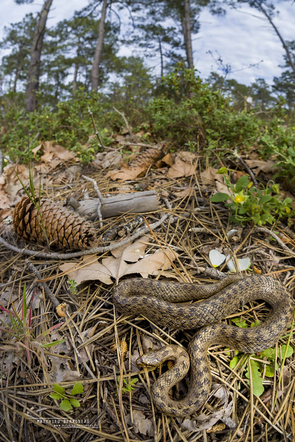 Southern Smooth Snake