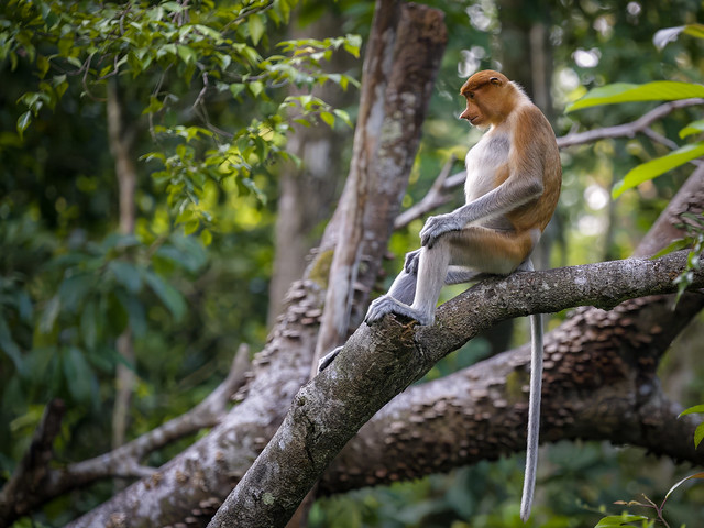 Proboscis monkey relaxing