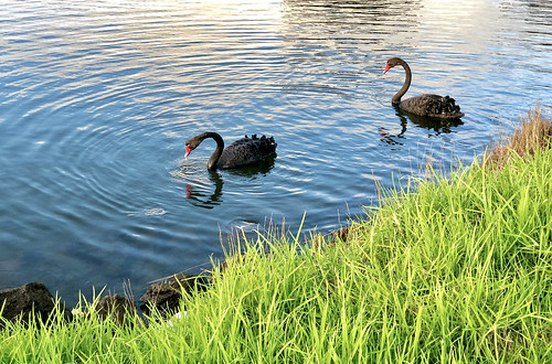 black water swan river maribyrnong victoria australia melbourne riverside reflections afternoonlight grass ripples splashofred