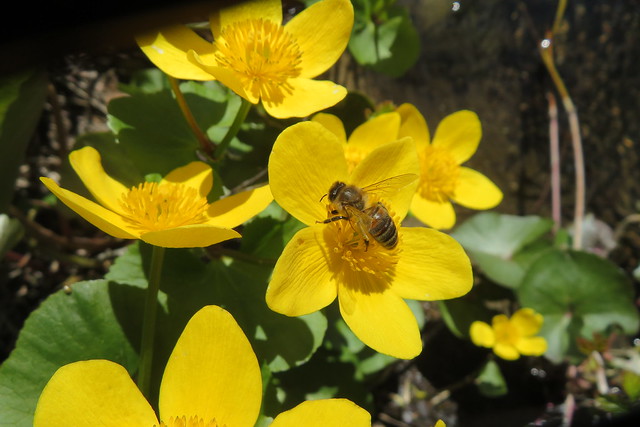 Bee on Caltha
