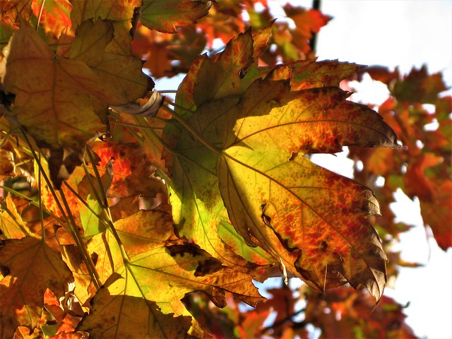 Illuminated Autumnal Leaves