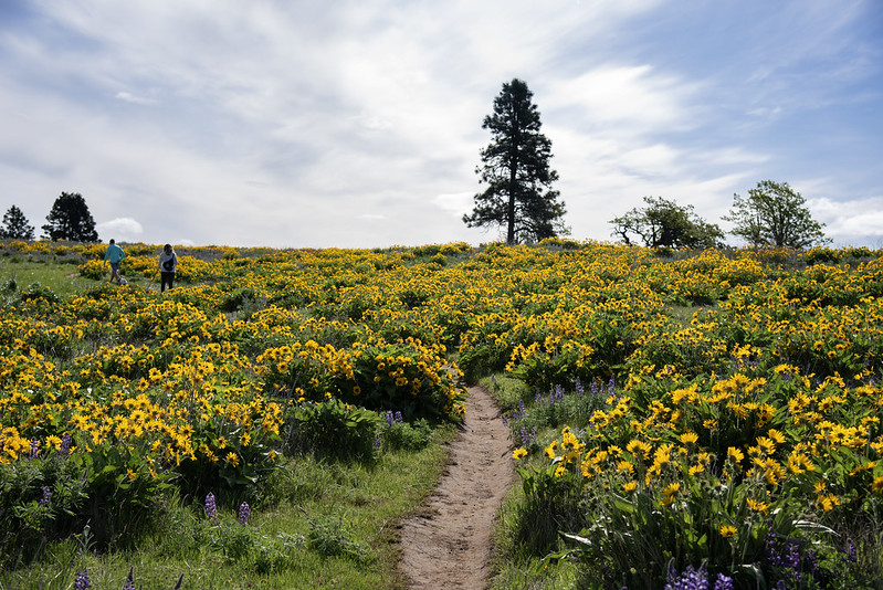 Memaloose Hills Hike