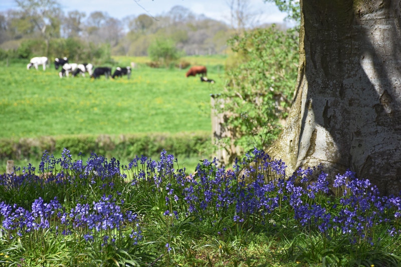 Bluebells at the church, Fitzhead