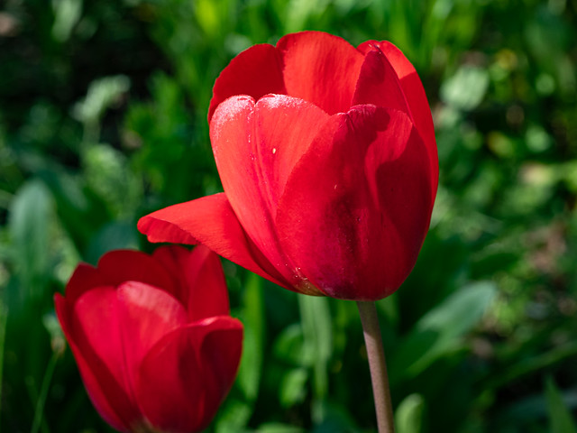 Rote Tulpe / red tulip