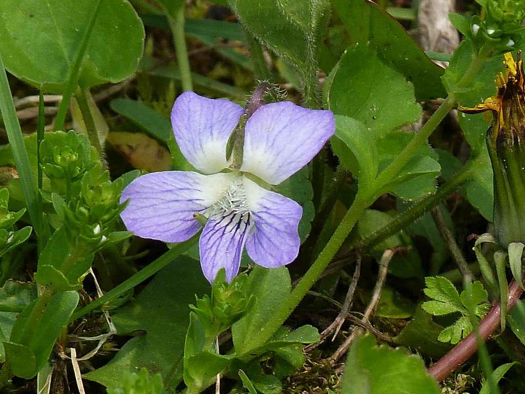 P1210148 (2)  Marsh Blue Violet
