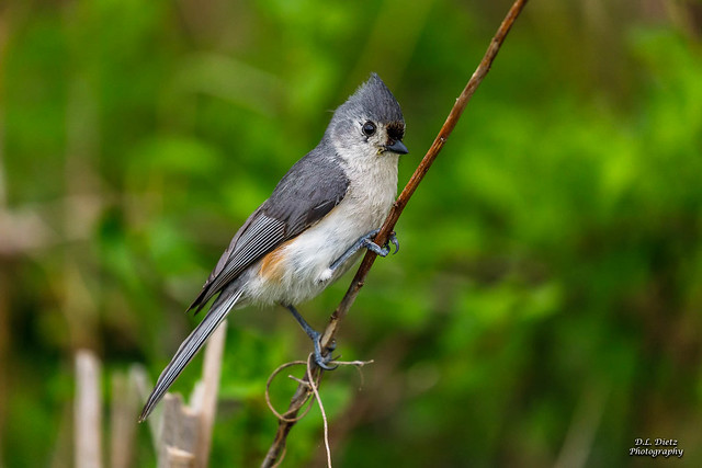Tufted Titmouse #2 - 2021-05-22
