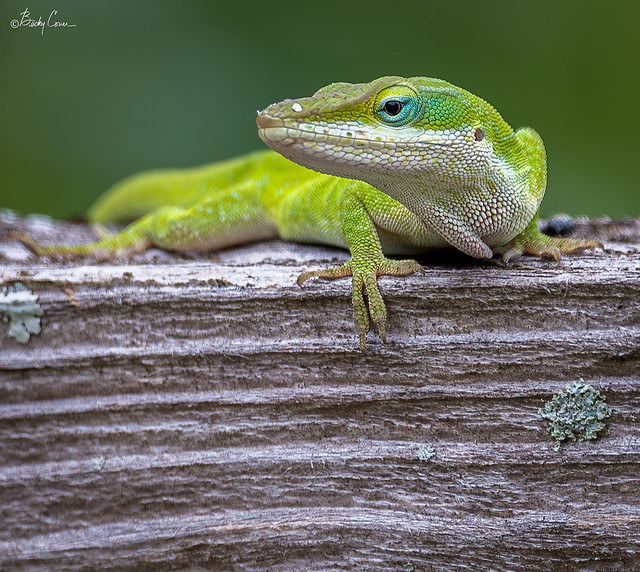 5/7/2023 - Green Anole
