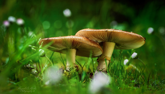 Mushroom pair