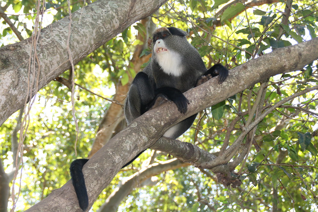The de brazza Monkey at UWEC | Visit www.youtube.com/@nature… | Flickr