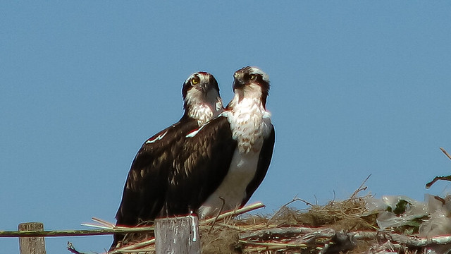 2 ospreys in their nest