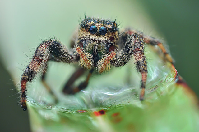 Brilliant jumping spider (Phidippus clarus)