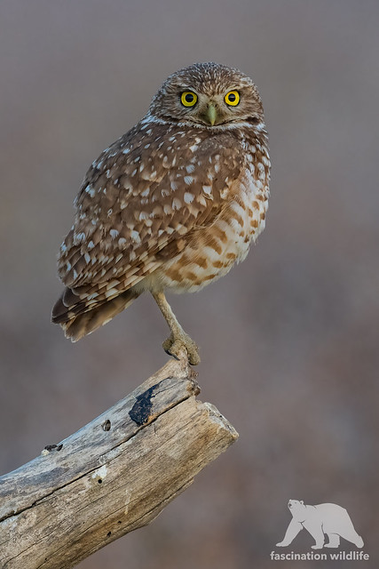 Burrowing owl #explored